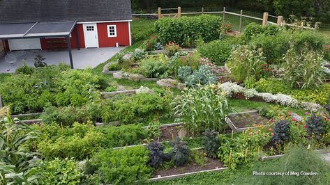 Tomatoes Plants Problems, Wildlife Garden Design, Hardscape Backyard, Kitchen Gardens, Concrete Leaves, Vegetable Harvest, Rain Barrels, Succession Planting, Container Garden Design