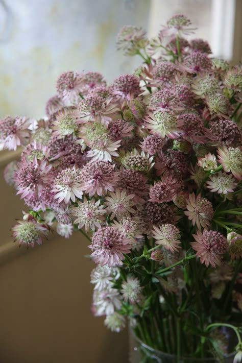 Dusky Pink Roses, Dusky Pink Flowers, Astrantia Bouquet, Astrantia Roma, Pink Astrantia, Astrantia Flower, Astrantia Major, Dusty Rose Wedding, Flower Guide