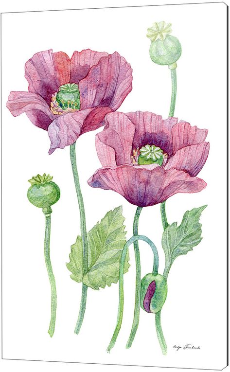 Purple Poppies, Best Flowers, Flowers Illustration, Watercolor Flower Art, Illustration Watercolor, Watercolor Flowers Paintings, Botanical Painting, Botanical Watercolor, Botanical Drawings