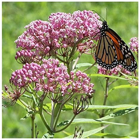 David's Garden Seeds Flower Native Texas Milkweed Swamp Rose 4523 (Pink) 50 Non-GMO, Heirloom Seeds Rose Milkweed, Swamp Rose, Common Milkweed, Garage Hacks, Asclepias Incarnata, Milkweed Seeds, Types Of Christmas Trees, Milkweed Plant, Swamp Milkweed