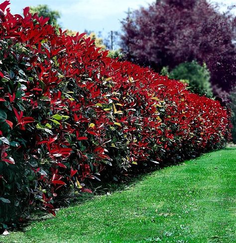 Top 10 Beautiful Plants You Can Grow Instead Of A Fence - Page 2 of 3 - Top Inspired Red Tip Photinia, Photinia Red Robin, Garden Hedges, Fence Plants, Privacy Plants, Natural Fence, Privacy Landscaping, Backyard Privacy, Flower Garden Design