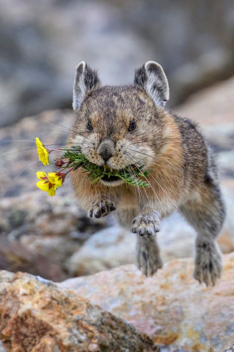 Colorado Pika (Ochotona princeps) / Pika du Colorado / Image by Hilary Bralove (hilarybralove) from flickr Pika Animal, American Pika, Farm Pets, Blessed Images, Animal Behaviour, Strange Animals, Rabbit Family, Critters 3, Wildlife Photographer