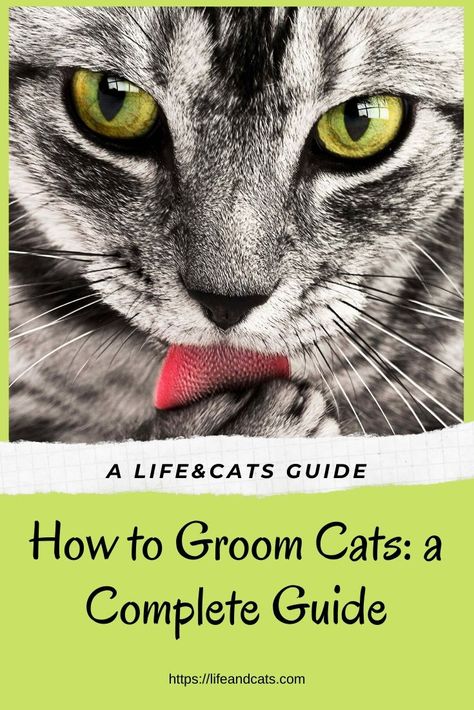 Cat Grooming Tips, Groom Long Hair, Cat Grooming Salon, Raising Kittens, Senior Cat Care, Cats Tips, Cat Health Problems, Long Hair Cat, Kitty Care