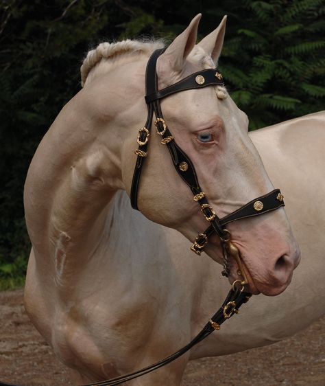 Perlino Horse, Lusitano Stallion, Kathiyawadi Horse, Pony Breeds, Horse Bridle, Andalusian Horse, Majestic Horse, All The Pretty Horses, Horse Crazy