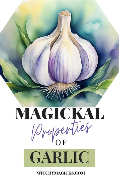 Discover the magickal properties of garlic! This potent herb is not only a culinary staple but also a powerful tool in spellcraft and rituals. Used for protection, healing, and purification, garlic is a must-have in any witch's toolkit. Learn how to incorporate garlic into your magical practices and enhance your spells with this ancient and revered herb. #HerbalMagic #Witchcraft #Spellcraft #GarlicMagic #ProtectionSpells Garlic Magical Properties, Magickal Herbs Herbal Magic, Magical Properties Of Garlic, Herb Preservation, Purple Garlic, Hearth Witch, Garlic Supplements, Magickal Herbs, Garlic Benefits