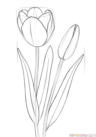 how to draw a tulip Draw A Tulip, Tulip Drawing, Drawing Beautiful, Pencil Drawing Tutorials, Desain Buklet, Flower Drawing Tutorials, Drawing Tutorials For Kids, Flower Sketches, Doodles Zentangles