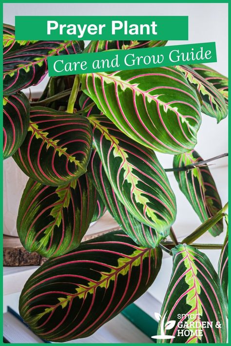 Prayer Plants Houseplant, Angel Plant Houseplant, Prayer Plant Tattoo, Prayer Plant Propagation, Plants Without Sunlight, Great Indoor Plants, Red Prayer Plant, Prayer Plant Care, Indoor Plant Ideas