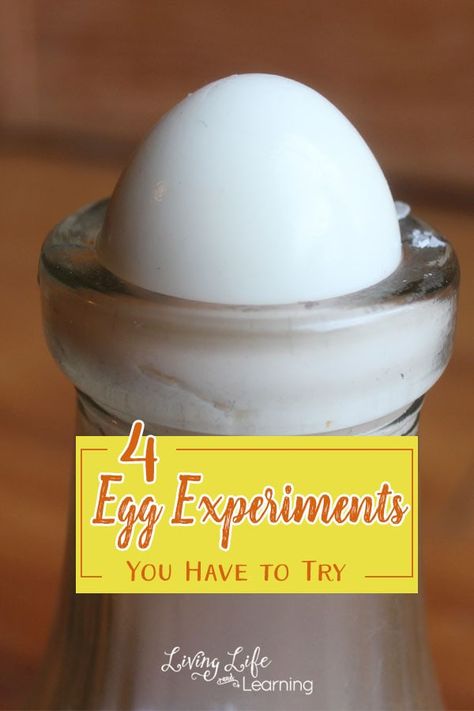 Experiments At Home, Egg Experiments, Science Boards, At Home Science Experiments, Kid Experiments, Easy Science Experiments, Science Activities For Kids, Science Curriculum, Easy Science