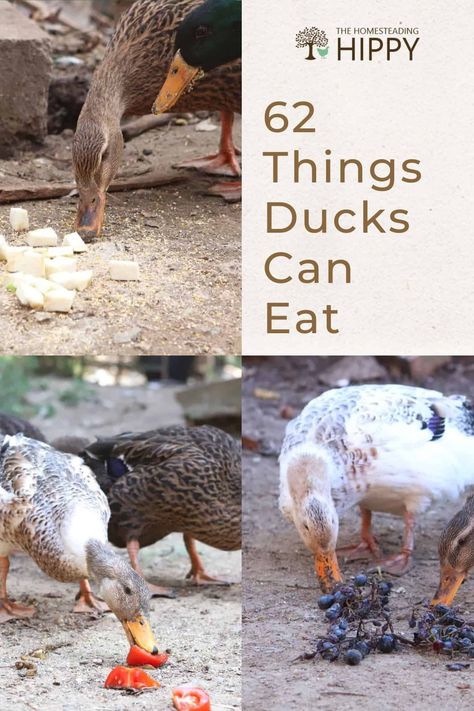 Ducks can eat a surprisingly varied diet, and you have lots of options for feeding them. But they can't eat just anything. #ducks What Can Ducks Eat, Food For Ducks, Duck Food Ideas, Duck Raising, Emu Bird, Homestead Skills, Duck Feed, Compost Mulch, Backyard Ducks