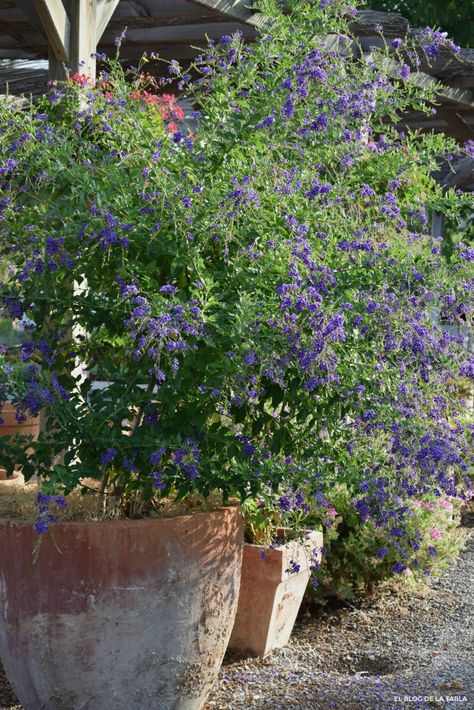 Sus flores son azules y atraen mariposas: Duranta erecta Fast Growing Pine Trees, Duranta Erecta, Rooftop Garden, Terrace Garden, Shade Garden, Front Garden, Backyard Design, Garden Center, Plant Decor