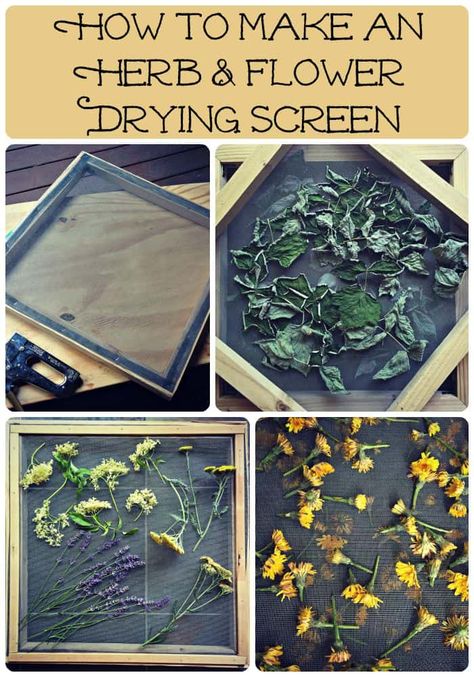 Flower Drying, Herb Drying, Herb Diy, Herbal Apothecary, Tea Garden, Healing Herbs, Growing Herbs, Edible Flowers, Medicinal Herbs