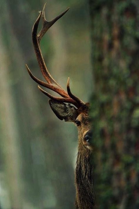 Deer Photography, Deer Photos, A Deer, Nature Aesthetic, Animal Planet, Forest Animals, Nature Animals, 귀여운 동물, Woodland Animals