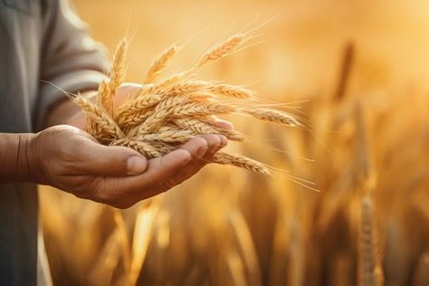 Agriculture Pictures, Wheat Plant, Agriculture Background, Agriculture Photos, Countryside Photos, Iron Man Hd Wallpaper, Powerpoint Backgrounds, Fields Of Gold, Hand Images