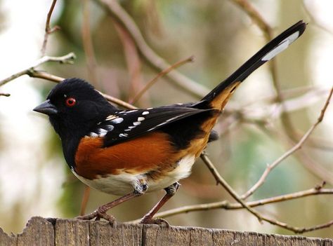 Spotted Towhee male Birding Journal, Flying Creatures, Bird Identification, Painting Reference, Life List, Botanical Illustrations, Sparrows, Nature Birds, Backyard Birds