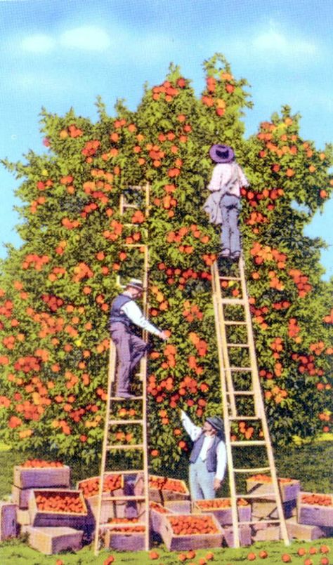 Florida Memory - Picking oranges Picking Oranges, Florida Vintage, Orange California, Orange Grove, Florida Oranges, Florida Art, Orange Aesthetic, Vintage California, Orange Tree