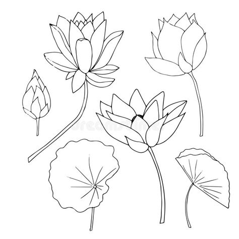 Lotus flower, bud, leaves plant set. Art monochrome design element hand drawn ink sketch stock vector illustration. For web, for print stock illustration Pichwai Lotus Sketch, Lotus Bud Tattoo, Lotus Bud Drawing, Pichwai Lotus Sketch Outline, Pichwai Paintings Motifs Printable, Leaf Drawing Outline, Lotus Leaf Drawing, Pichwai Elements, Lotus Sketch