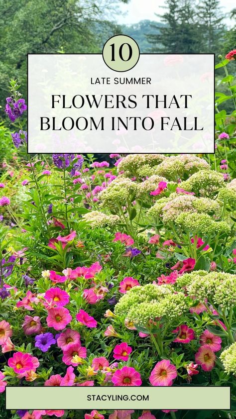 Want to keep the color in your flower garden going from spring through fall? Plant these 5 late summer garden flowers to help bring your garden into fall with extended bloom times and beautiful fall colors. #gardendesign #gardenideas #gardeninspiration #flowerbedinfrontofhouse When To Plant Fall Flowers, Late Summer Blooming Flowers, Late Summer Planting Guide, Fall Gardens Landscape, Fall Flower Planting, Late Summer Garden Planting, Late Summer Planters, Late Summer Planting, Fall Garden Flowers