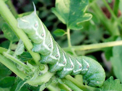 How to Identify and Get Rid of Tomato Hornworms Horn Worms, Tomato Problems, Tomato Hornworm, Tomato Pruning, Patio Decks, Tomato Growing, Gravel Landscaping, Rose Cuttings, Tomato Farming