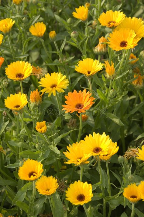 Pot Marigold Flower, Bathroom Cottagecore, Pot Marigold, Flower Types, Marigold Flowers, Calendula Officinalis, Flower Table, Diy Business Cards, Marigold Flower