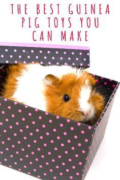 Guinea Pig Diy Hideouts, Guinea Pig Diy Toys, Guniea Pig Aesthetic Cage, Guinea Pig Litter Box Ideas, Guinea Pig Toys Diy Homemade, Diy Guinea Pig Cage Furniture, Diy Guinea Pig Hideout, Guinea Pig Enrichment, Guinea Pig Snacks