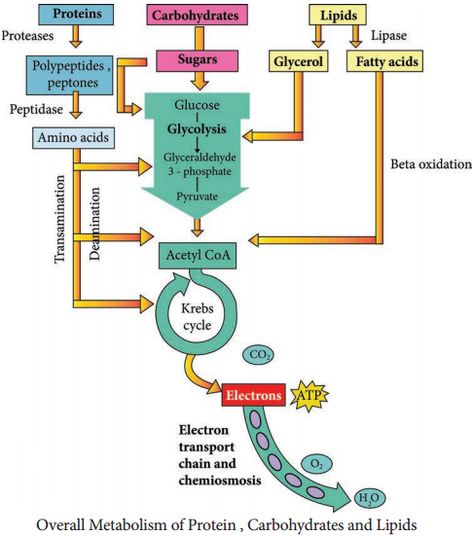 Acetyl Coa, Electron Transport Chain, Krebs Cycle, Protein Metabolism, Biology Facts, Birthday Template, Biochemistry, Microbiology, Biotechnology