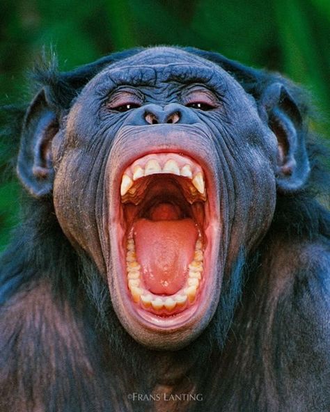 16.7k Likes, 302 Comments - Frans Lanting (@franslanting) on Instagram: “Baring your teeth at someone is normally a sign of aggression. But here, Lana, a captive female…” Frans Lanting, Great Ape, African Safari, Animal Faces, Primates, Animal Photo, A Sign, Wildlife Photography, National Geographic