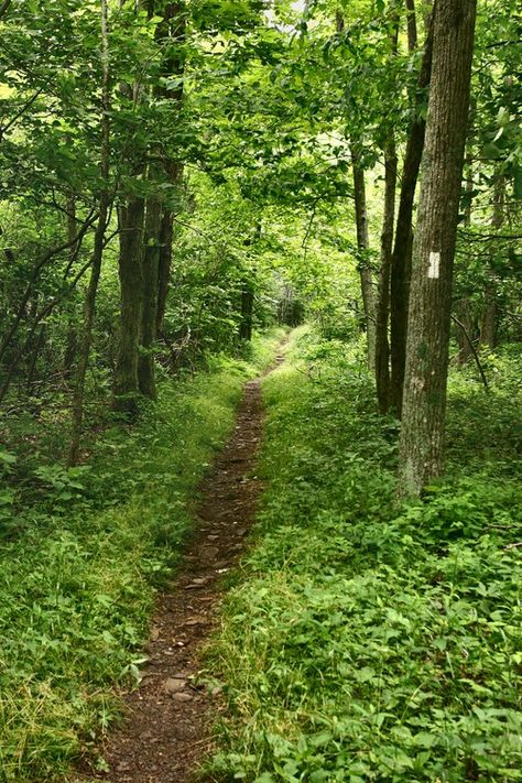 How To Camp, The Appalachian Trail, Thru Hiking, Shenandoah National Park, Forest Path, Appalachian Trail, Walk In The Woods, Go Camping, The Great Outdoors