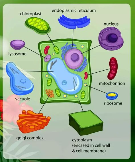 Plant Cell Diagram 3d, Plant Cell Diagram Project, Cell Structure Drawing, Plant Cell Project Ideas Models, Plant Cells Project Ideas, Plant Cell And Animal Cell, Typical Plant Cell, Plant Cell Drawing, Plant Cell Cake