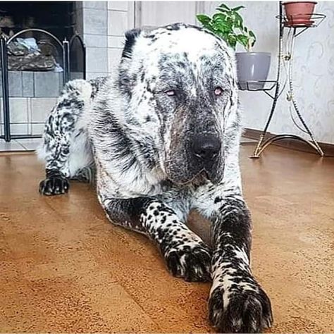 Unusual looking beast! I like him! He is a Central Asian Shepherd. Alabai Dog, Central Asian Shepherd, Kangal Dog, Exposed Ceilings, Giant Dog Breeds, Rare Dogs, Bully Dogs, Big Dog Breeds, Scary Dogs