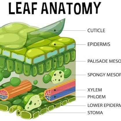 #botany #science #education #biology #plants Leaf Diagram, Botany Science, Biology Plants, Biology Revision, Plant Science, Science Education, Botany, Biology, Anatomy