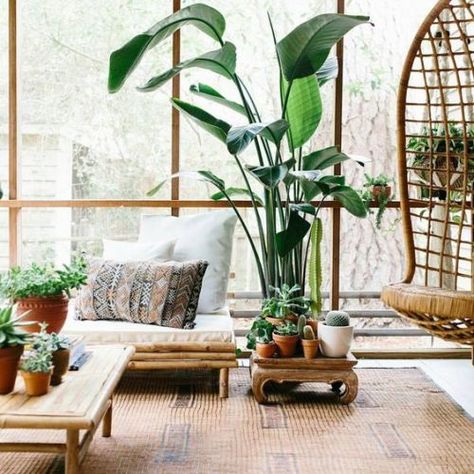 Bamboo furniture in a tropical inspired home Houseplant Decor, Big Indoor Plants, Plant Obsession, Lots Of Plants, Boho Space, Bohemian Interior Design, Surf Shack, Deco Boheme, Bohemian Interior