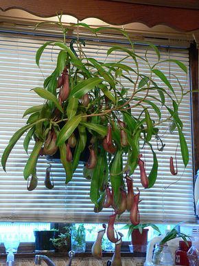 Pitcher plant hung over the kitchen sink. Carnivorous plants require high humidity to grow well. This seems like a great spot to help keep that humidity up Nepenthes Pitcher Plant, Pitcher Plant Care, Carnivores Plants, Plants Pictures, Pitcher Plants, Bog Plants, Bog Garden, Inside Plants, Pitcher Plant