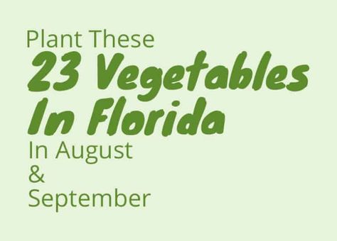 Plant these 23 Vegetables in August and September In Florida Zone 9 Gardening, Vegetable Planting Guide, Fall Crops, Garden Prepping, Winter Vegetables Gardening, Florida Plants, Florida Gardening, Grow Food, Fall Vegetables