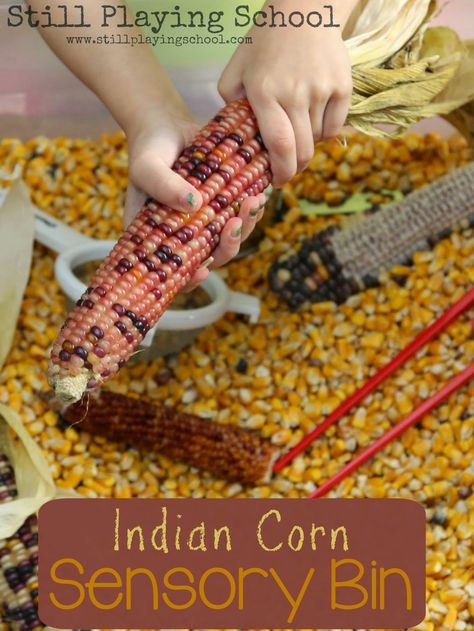 The colors and textures of Indian Corn are so irresistible! It makes the perfect seasonal material sensory and fine motor play! Corn Sensory Bin, Thanksgiving Sensory, Autumn Preschool Theme, Sensory Tubs, Homeschool Preschool Curriculum, Play Based Learning Activities, Indian Corn, Thanksgiving Preschool, Toddler Sensory