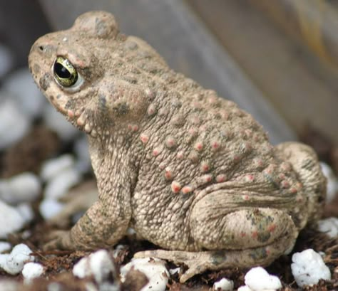 Common Toad, Frog Species, Amazing Frog, Dart Frog, Green Frog, Funny Frogs, Wildlife Photos, Bear Cubs, Frog And Toad