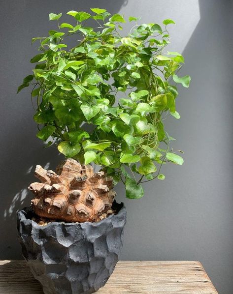 Dioscorea Elephantipes, Pet Safe Plants, Dream Plants, Nature And Flowers, Plant Fungus, Plant Wishlist, Plant Roots, Plant Collection, Pet Safe