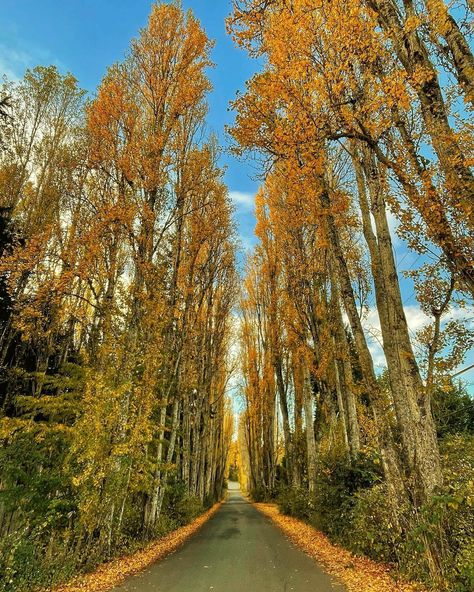 And it was all yellow... 💛 Beautiful Lombard Drive in Metchosin is uniquely lined with Lombardy poplar trees that are just spectacular at this time of year. They were planted in 1877 by Hans Lars Helgesen, aka. "The Hardy Norseman", leading up to his beautiful farm house which has since unfortunately burned down. 📍 Lombard Dr (40 minutes from downtown Victoria) 📸 @e.l.mackenziephotography _______ . . . #ExploreVictoria #VictoriaBC #YYJ #ExperienceVancouverIsland #VancouverIsland #Metchosi... Lombardy Poplar, Poplar Tree, Beautiful Farm, Vancouver Island, Drive In, Trees, Farmhouse, Drive, Yellow