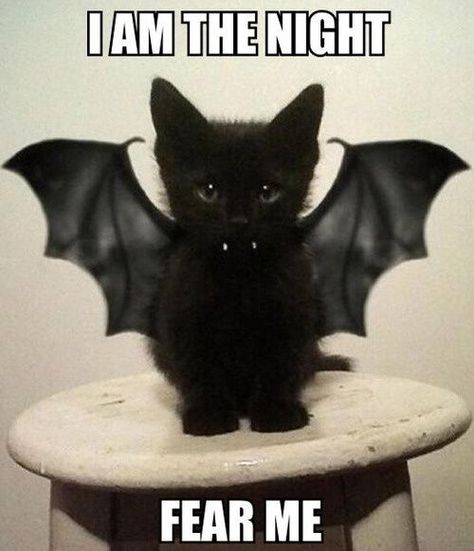 I am the night....Fear Me halloween happy halloween black cat halloween quote halloween greeting Diy Pet Costumes, Meme Chat, Pet Halloween Costumes, Image Chat, Animal Costumes, A Black Cat, Cute Black Cats, Dog Costumes, Halloween Animals