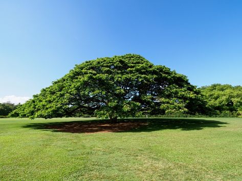 Moanalua Gardens, Monkey Pod Tree, Samanea Saman, Downtown Honolulu, Rain Tree, Farm Plans, Tree Seeds, Shade Trees, Hardy Perennials