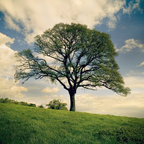 40 Naturally Beautiful Photos of Trees | PSDFan Beautiful Trees Photography Nature, Cool Trees, Photos Of Trees, Pictures Of Trees, Trees Pictures, Minecraft Tree, Tree Types, Types Of Trees, Tree Photos