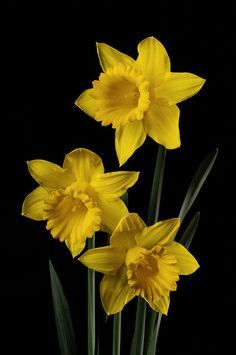 Daffodil Group Daffodil Photography, Daffodils Planting, Aries Season, 귀여운 음식 그림, Yellow Daffodils, Daffodil Flower, Airbrush Art, Exotic Flowers, Flower Images