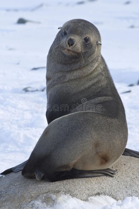 Fur seal sitting on a rock on the beach Antarctic. Islands , #Aff, #sitting, #seal, #Fur, #rock, #Islands #ad Seal Drawing, Whale Sketch, Antarctica Cruise, Elephant Shrew, Fur Seal, Cute Seals, Life Under The Sea, Penguin Art, Baby Seal