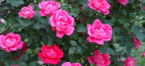 Knock Out Roses, Propagating Roses, Drift Roses, Knockout Roses, Growing Garden, Rose Cuttings, Rose Bushes, Rose Care, Growing Gardens