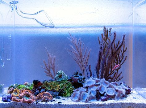 Congratulations to trueis2b for being selected for our March Reef Profile! His 3.5 gallon nano reef aquarium is a minimalist beauty, carefully designed and simply maintained. Below is the aquarium profile trueisb2 has written for us sharing his experiences in the hobby and his aquariums progress ... Nano Reef Tank, Coral Reef Aquarium, Saltwater Fish Tanks, Marine Tank, Aquarium Setup, Salt Water Fish, Aquascape Aquarium, Home Aquarium, Art Pics