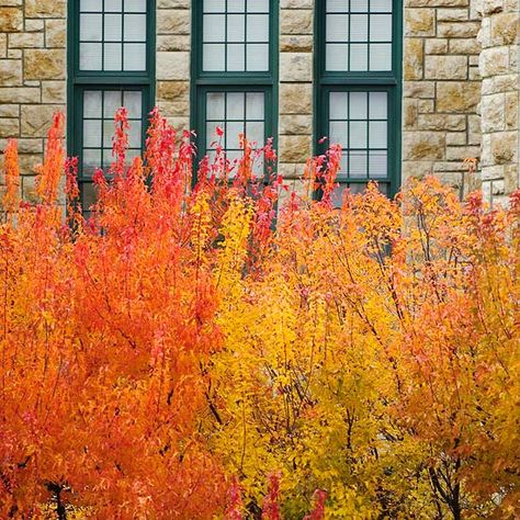 Amur Maple has stunning fall foilage. See more of our picks for shrubs with vibrant fall color: http://www.bhg.com/gardening/trees-shrubs-vines/trees/trees-and-shrubs-for-fall/?socsrc=bhgpin092312amurmaple=6 Amur Maple, Shade Loving Shrubs, Shade Shrubs, Fall Gardening, Inspiring Places, Maple Trees, Garden Idea, Beautiful Scenes, Fall Garden