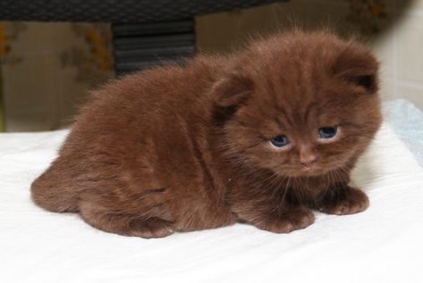 Chocolate Brown Cat, Chocolate Cats, Brown Cats, Chocolate Cat, Brown Kitten, Most Popular Cat Breeds, Pro Plan, Purina Pro Plan, Cute Cat Breeds