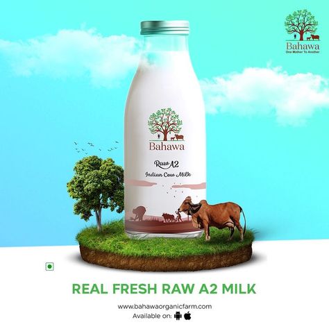 Desi cow milk in mulund Desi Cow, A2 Milk, Cattle Feed, Milk Brands, Better Digestion, Cow Milk, Great Health, Organic Lifestyle, Organic Farm