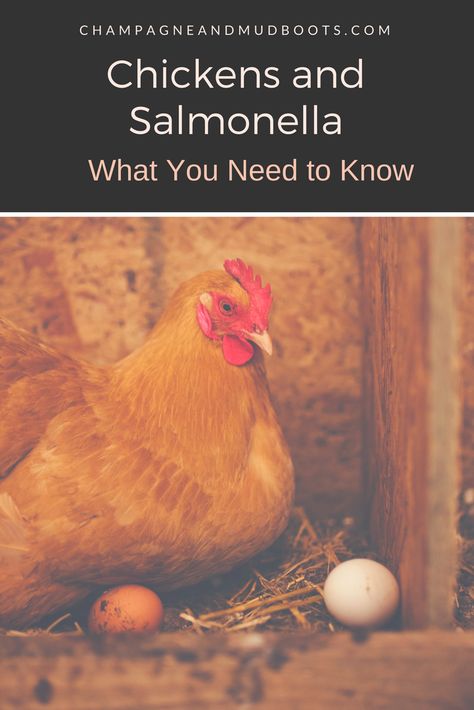 This article provides techniques and methods for how to raise chickens and avoid salmonella at the same time especially for beginner chicken keepers. Raising Turkeys, Urban Chicken Farming, Baby Chicks Raising, Chicken Incubator, Bantam Chickens, Portable Chicken Coop, How To Raise Chickens, Urban Chickens, Raise Chickens