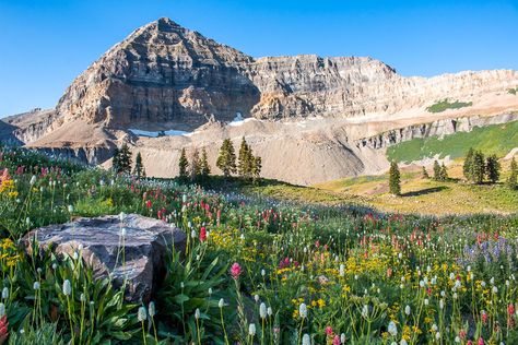 The wildflowers are normally at their peak from mid to end July or beginning of August. Depending on the amount of snow that year and how wet of a spring we had it could vary a little bit. Timpanogos Mountain, Wadley Farms, Mount Timpanogos, American Fork Canyon, Travel Utah, Utah Mountains, Utah Hikes, Alpine Meadow, Utah Travel