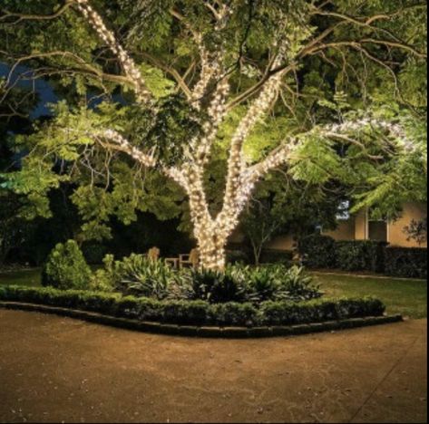 Oak Tree Lighting, Fairy Lighting, Fairy Lights In Trees, White Oak Tree, Tree Fairy, Glow Worm, Lighted Branches, Large Tree, Backyard Pool Landscaping